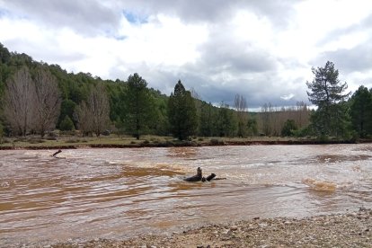 El río Lobos en el término de Santa María de las Hoyas esta semana.