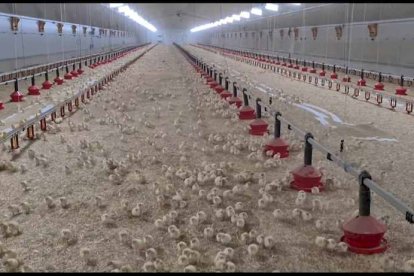 Las crías de pavo se recibirán la próxima semana.