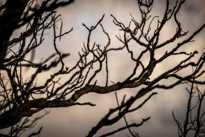 Un recorrido solemne acompañado del canto del miserere