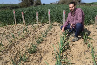 El capataz forestal, Emilio Medina Román, cultiva hortalizas de secano en Villalcazar de Sirga(Palencia) como parte del proyecto de recuperación y conservación de semillas, en la imagen su huerta de La Mielga donde ha cultivado diversas variedades de ajos