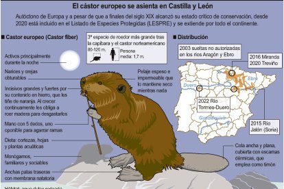El castor europeo se asienta en Castilla y León.
