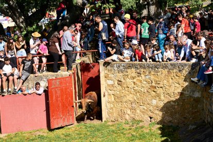 Día de fiesta en el monte con la llegada de los toros para la Saca de San Juan 2025.