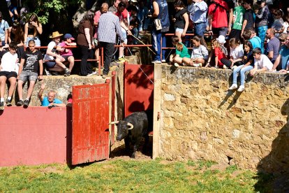 Día de fiesta en el monte con la llegada de los toros para la Saca de San Juan 2025.
