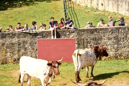 Día de fiesta en el monte con la llegada de los toros para la Saca de San Juan 2025.