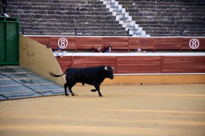 Un numeroso público desafió lo temprano de la hora para contemplar cómo son las reses a las que se enfrentarán los novilleros el Viernes de Toros.