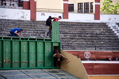 Un numeroso público desafió lo temprano de la hora para contemplar cómo son las reses a las que se enfrentarán los novilleros el Viernes de Toros.