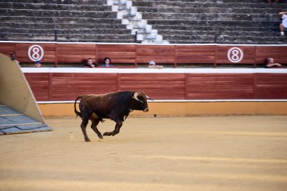 Un numeroso público desafió lo temprano de la hora para contemplar cómo son las reses a las que se enfrentarán los novilleros el Viernes de Toros.