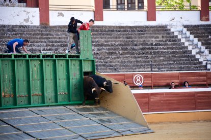 Un numeroso público desafió lo temprano de la hora para contemplar cómo son las reses a las que se enfrentarán los novilleros el Viernes de Toros.