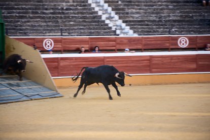 Un numeroso público desafió lo temprano de la hora para contemplar cómo son las reses a las que se enfrentarán los novilleros el Viernes de Toros.