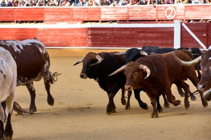Un numeroso público desafió lo temprano de la hora para contemplar cómo son las reses a las que se enfrentarán los novilleros el Viernes de Toros.