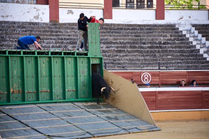 Un numeroso público desafió lo temprano de la hora para contemplar cómo son las reses a las que se enfrentarán los novilleros el Viernes de Toros.