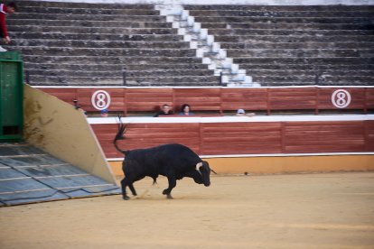 Un numeroso público desafió lo temprano de la hora para contemplar cómo son las reses a las que se enfrentarán los novilleros el Viernes de Toros.