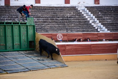 Un numeroso público desafió lo temprano de la hora para contemplar cómo son las reses a las que se enfrentarán los novilleros el Viernes de Toros.