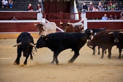 Un numeroso público desafió lo temprano de la hora para contemplar cómo son las reses a las que se enfrentarán los novilleros el Viernes de Toros.