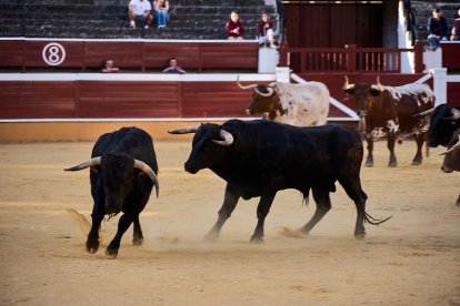 Un numeroso público desafió lo temprano de la hora para contemplar cómo son las reses a las que se enfrentarán los novilleros el Viernes de Toros.