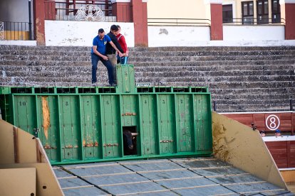 Un numeroso público desafió lo temprano de la hora para contemplar cómo son las reses a las que se enfrentarán los novilleros el Viernes de Toros.