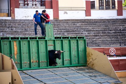 Un numeroso público desafió lo temprano de la hora para contemplar cómo son las reses a las que se enfrentarán los novilleros el Viernes de Toros.