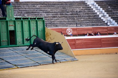 Un numeroso público desafió lo temprano de la hora para contemplar cómo son las reses a las que se enfrentarán los novilleros el Viernes de Toros.