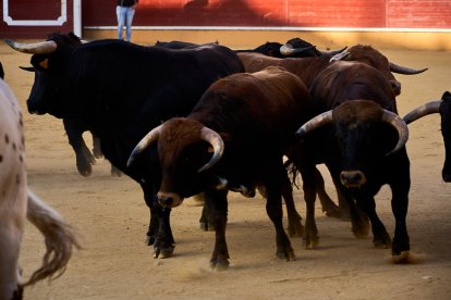 Un numeroso público desafió lo temprano de la hora para contemplar cómo son las reses a las que se enfrentarán los novilleros el Viernes de Toros.