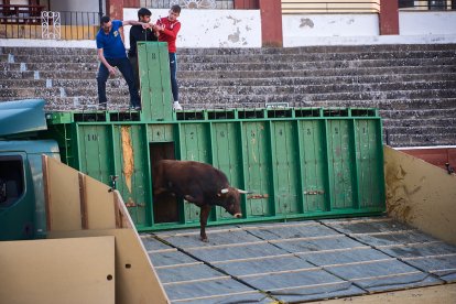 Un numeroso público desafió lo temprano de la hora para contemplar cómo son las reses a las que se enfrentarán los novilleros el Viernes de Toros.