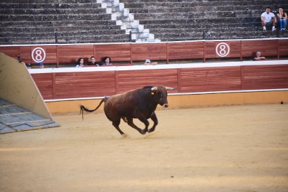 Un numeroso público desafió lo temprano de la hora para contemplar cómo son las reses a las que se enfrentarán los novilleros el Viernes de Toros.