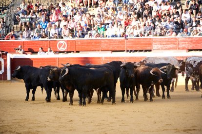 Un numeroso público desafió lo temprano de la hora para contemplar cómo son las reses a las que se enfrentarán los novilleros el Viernes de Toros.