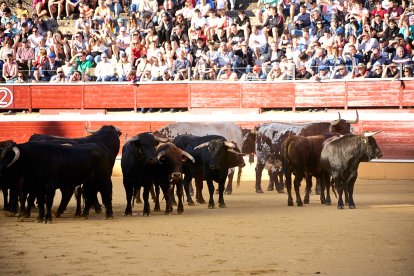 Un numeroso público desafió lo temprano de la hora para contemplar cómo son las reses a las que se enfrentarán los novilleros el Viernes de Toros.