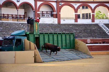 Un numeroso público desafió lo temprano de la hora para contemplar cómo son las reses a las que se enfrentarán los novilleros el Viernes de Toros.