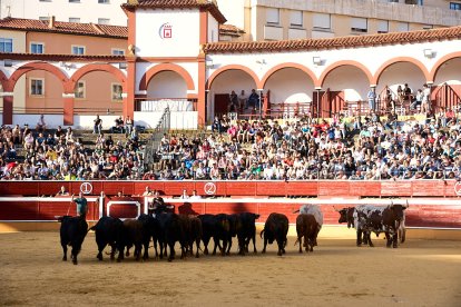 Un numeroso público desafió lo temprano de la hora para contemplar cómo son las reses a las que se enfrentarán los novilleros el Viernes de Toros.