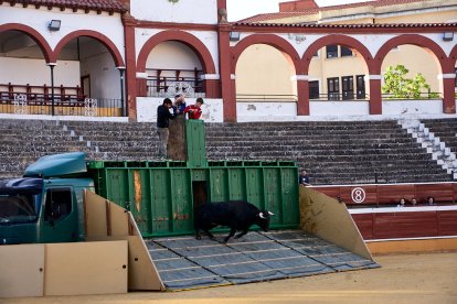 Un numeroso público desafió lo temprano de la hora para contemplar cómo son las reses a las que se enfrentarán los novilleros el Viernes de Toros.