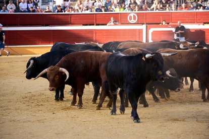 Un numeroso público desafió lo temprano de la hora para contemplar cómo son las reses a las que se enfrentarán los novilleros el Viernes de Toros.
