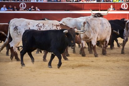 Un numeroso público desafió lo temprano de la hora para contemplar cómo son las reses a las que se enfrentarán los novilleros el Viernes de Toros.