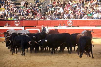 Un numeroso público desafió lo temprano de la hora para contemplar cómo son las reses a las que se enfrentarán los novilleros el Viernes de Toros.