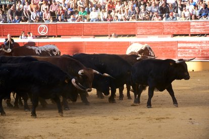 Un numeroso público desafió lo temprano de la hora para contemplar cómo son las reses a las que se enfrentarán los novilleros el Viernes de Toros.