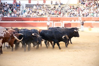 Un numeroso público desafió lo temprano de la hora para contemplar cómo son las reses a las que se enfrentarán los novilleros el Viernes de Toros.