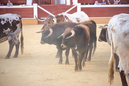 Un numeroso público desafió lo temprano de la hora para contemplar cómo son las reses a las que se enfrentarán los novilleros el Viernes de Toros.