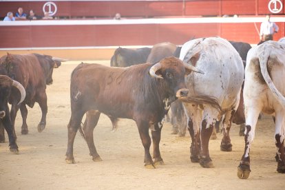 Un numeroso público desafió lo temprano de la hora para contemplar cómo son las reses a las que se enfrentarán los novilleros el Viernes de Toros.