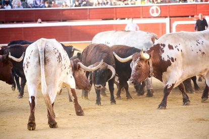 Un numeroso público desafió lo temprano de la hora para contemplar cómo son las reses a las que se enfrentarán los novilleros el Viernes de Toros.