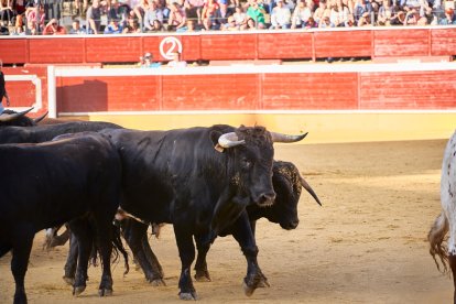 Un numeroso público desafió lo temprano de la hora para contemplar cómo son las reses a las que se enfrentarán los novilleros el Viernes de Toros.