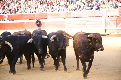 Un numeroso público desafió lo temprano de la hora para contemplar cómo son las reses a las que se enfrentarán los novilleros el Viernes de Toros.