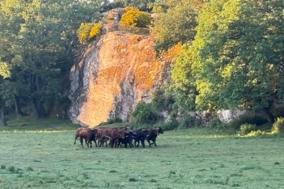 Encierro del Lavanlenguas.