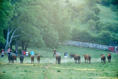 El rápido encierro matutino y el ambiente protagonizan la mañana del Lavalenguas en Valonsadero.