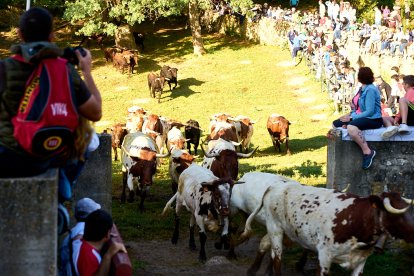 El rápido encierro matutino y el ambiente protagonizan la mañana del Lavalenguas en Valonsadero.