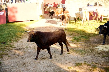 El rápido encierro matutino y el ambiente protagonizan la mañana del Lavalenguas en Valonsadero.
