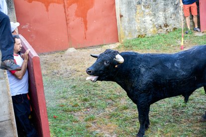 El rápido encierro matutino y el ambiente protagonizan la mañana del Lavalenguas en Valonsadero.
