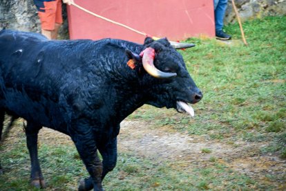 El rápido encierro matutino y el ambiente protagonizan la mañana del Lavalenguas en Valonsadero.