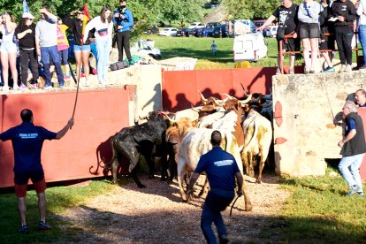 El rápido encierro matutino y el ambiente protagonizan la mañana del Lavalenguas en Valonsadero.