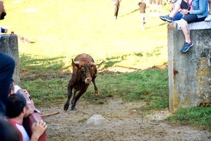 El rápido encierro matutino y el ambiente protagonizan la mañana del Lavalenguas en Valonsadero.