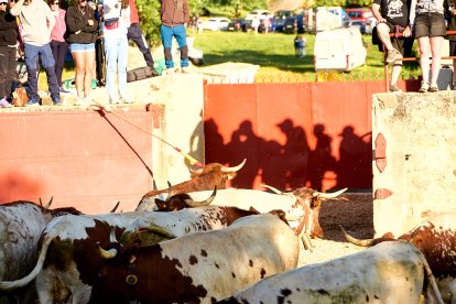 El rápido encierro matutino y el ambiente protagonizan la mañana del Lavalenguas en Valonsadero.