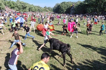 Una persona en apuros entre los cuernos de uno de los toros.